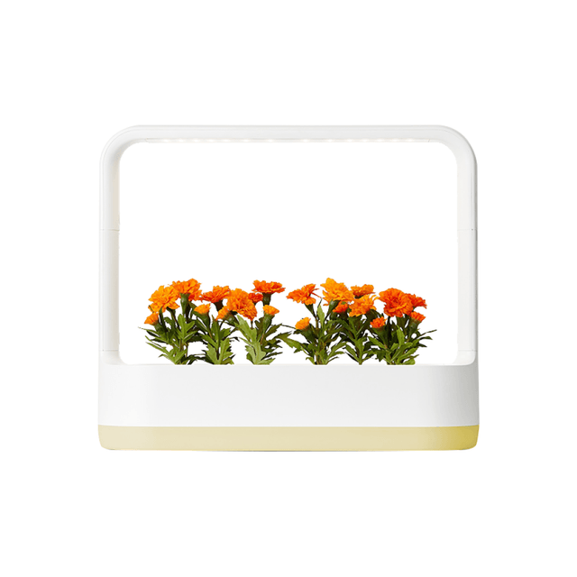 LG_식물재배기_틔운미니_L023L1P